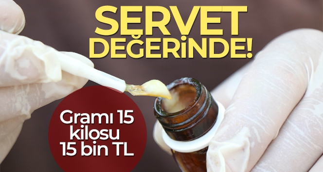 'Arı sütü' servet değerinde: Gramı 15, kilosu 15 bin TL