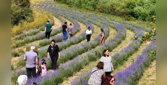 Erzincan'ın mor lavanta bahçesi turistlerin yeni gözdesi