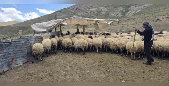 İpekyolu'nda bir aile: zorluklara rağmen hayvancılığa tutunuyor