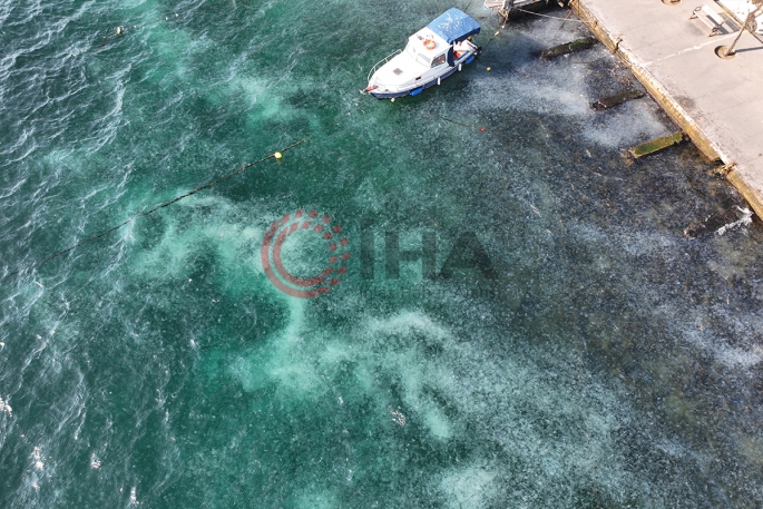 İstanbul Boğazı'nda deniz anası istilası