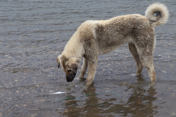 Sokak köpeği, ölen balığı yüzdürmeye çalıştı