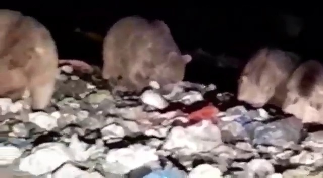 20'den fazla ayı karnını doyurmak için çöplüğü istila etti