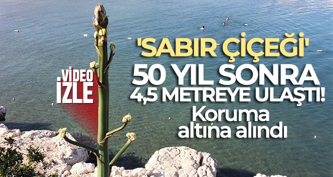 50 yıl sonra 4,5 metreye ulaşan 'sabır çiçeği' koruma altına alındı