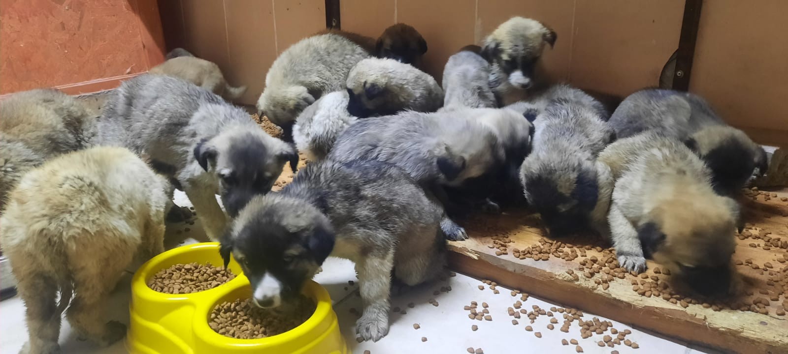 63 yavru köpek son anda ölümden kurtarıldı