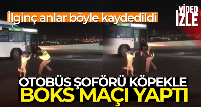 Ankara'da otobüs şoförünün köpekle yaşadığı eğlenceli anlar kamerada