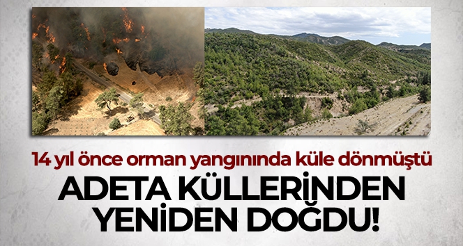 Antalya'da 14 yıl önce orman yangınında küle dönen alanlar yeniden yeşile büründü