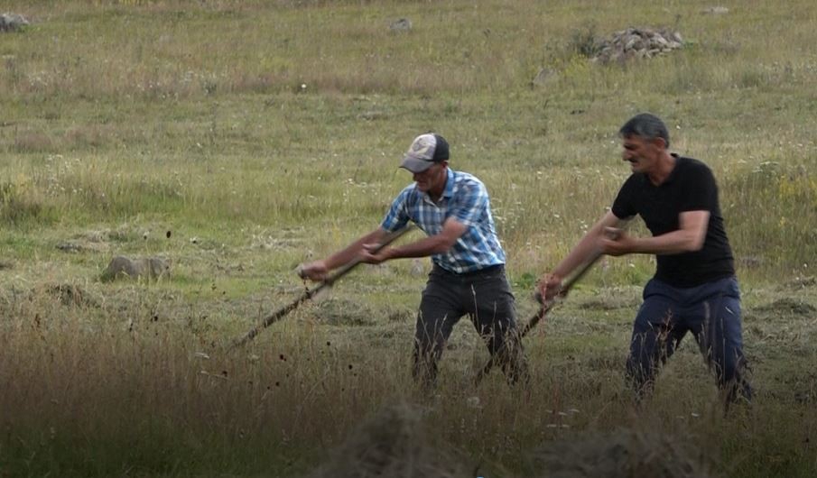 Ardahan'da çiftçiler tırpanla ot biçme geleneğini sürdürüyor