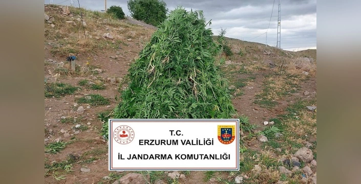 Aşkale'de büyük operasyon: 720 kök kenevir ele geçirildi