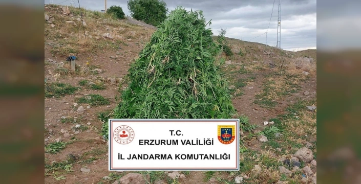 Aşkale'de büyük operasyon: 720 kök kenevir ele geçirildi