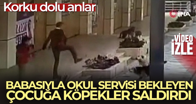 Babasıyla okul servisi bekleyen çocuğa, köpekler saldırdı