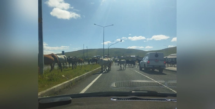 başıboş atlar ardahan'da trafiği felç etti: tehlikeli anlar kamerada