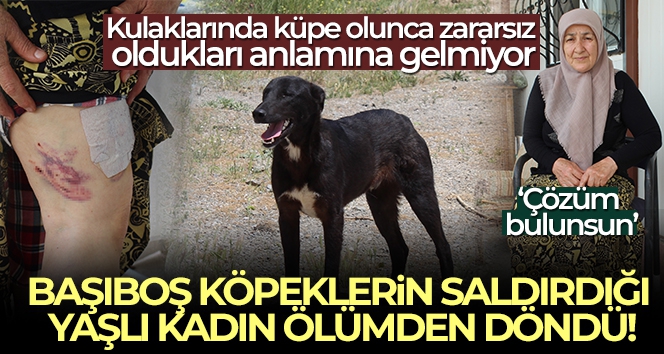 Başıboş köpeklerin saldırdığı yaşlı kadın ölümden döndü