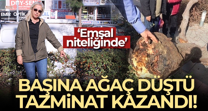 Başına ağaç düştü, tazminat kazandı