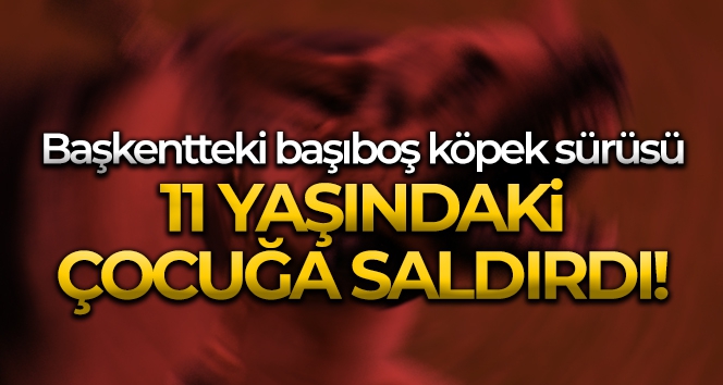 Başkentteki başıboş köpek sürüsü 11 yaşındaki çocuğa saldırdı