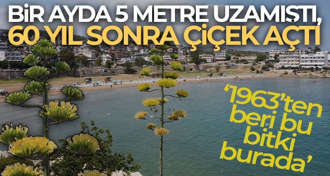 Bir ayda 5 metre uzamıştı, 60 yıl sonra çiçek açtı