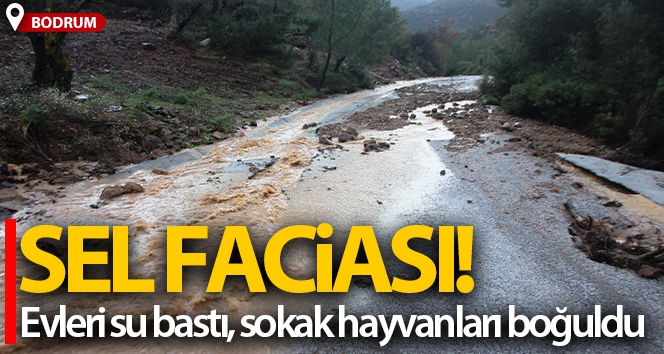 Bodrum'da sel faciası, evleri su bastı, sokak hayvanları boğuldu