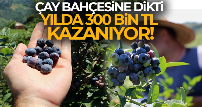 Çay bahçesine mavi yemiş dikti, yılda 300 bin TL kazanıyor