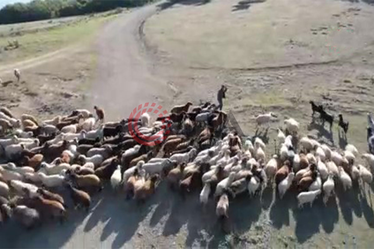 Çobanın drone ile imtihanı kamerada