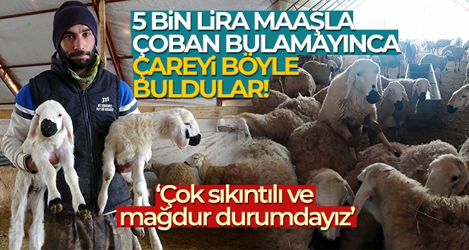 Çobanlık değere bindi, patronlar sürülerin başına geçip çoban oldu