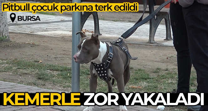 Çocuk parkına terkedilen Pitbull'u kemeriyle yakaladı