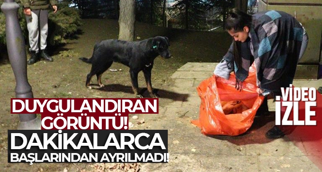 Dakikalarca başlarından ayrılmadı! Ölü bulunan 8 köpekte zehirlenme şüphesi