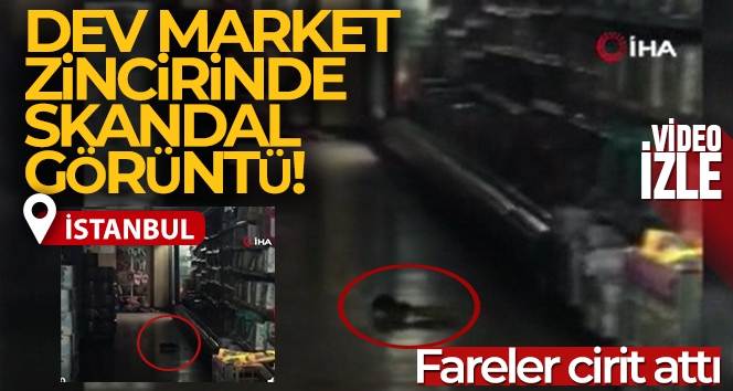 Dev market zincirinin şarküteri reyonunda cirit atan fare kamerada