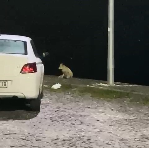 Elazığ'da aç kalan tilki mahallede yiyecek aradı