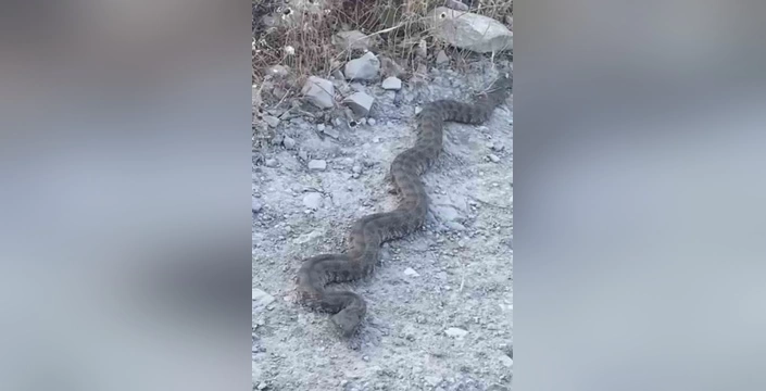 Elazığ'da dev yılan paniği: Yol kenarında görüntülendi