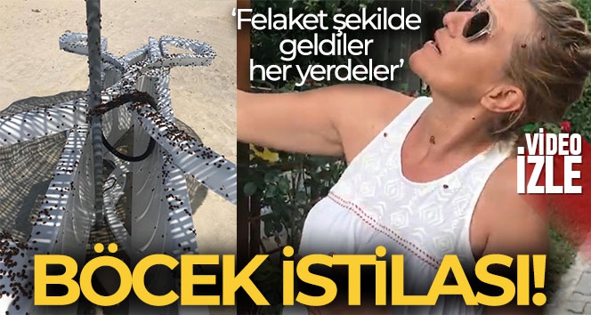 Enez'de uğur böceği istilası