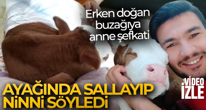 Erken doğan buzağıya anne şefkati, ayağında sallayıp ninni söyleyerek uyutuyor