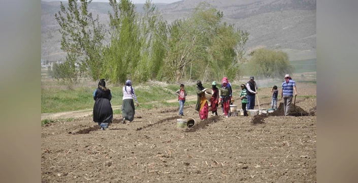 Erzincan'da mevsimlik işçiler 35 derece sıcakta çalışıyor: Aile bütçesine katkı için zorlu koşullarda emek veriyorlar