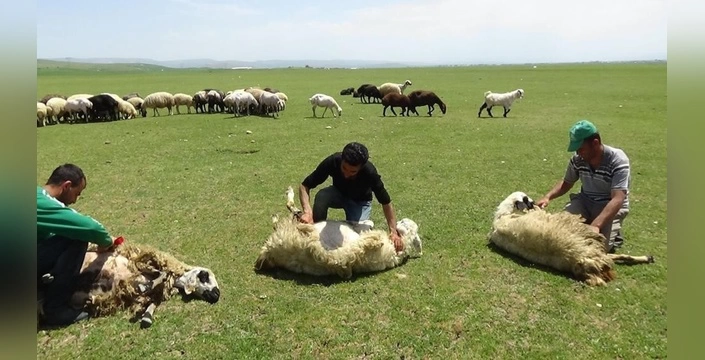 Erzincan Yaylalarında Koyun Kırkımı Devam Ediyor: Hayvanlar Serinliyor, Gelişim Artıyor