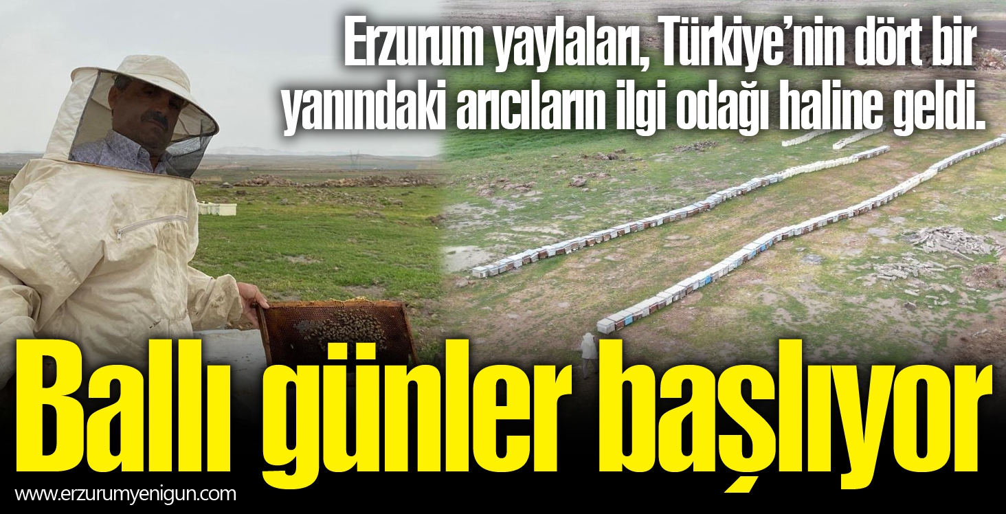 Erzurum’da ballı günler başlıyor 