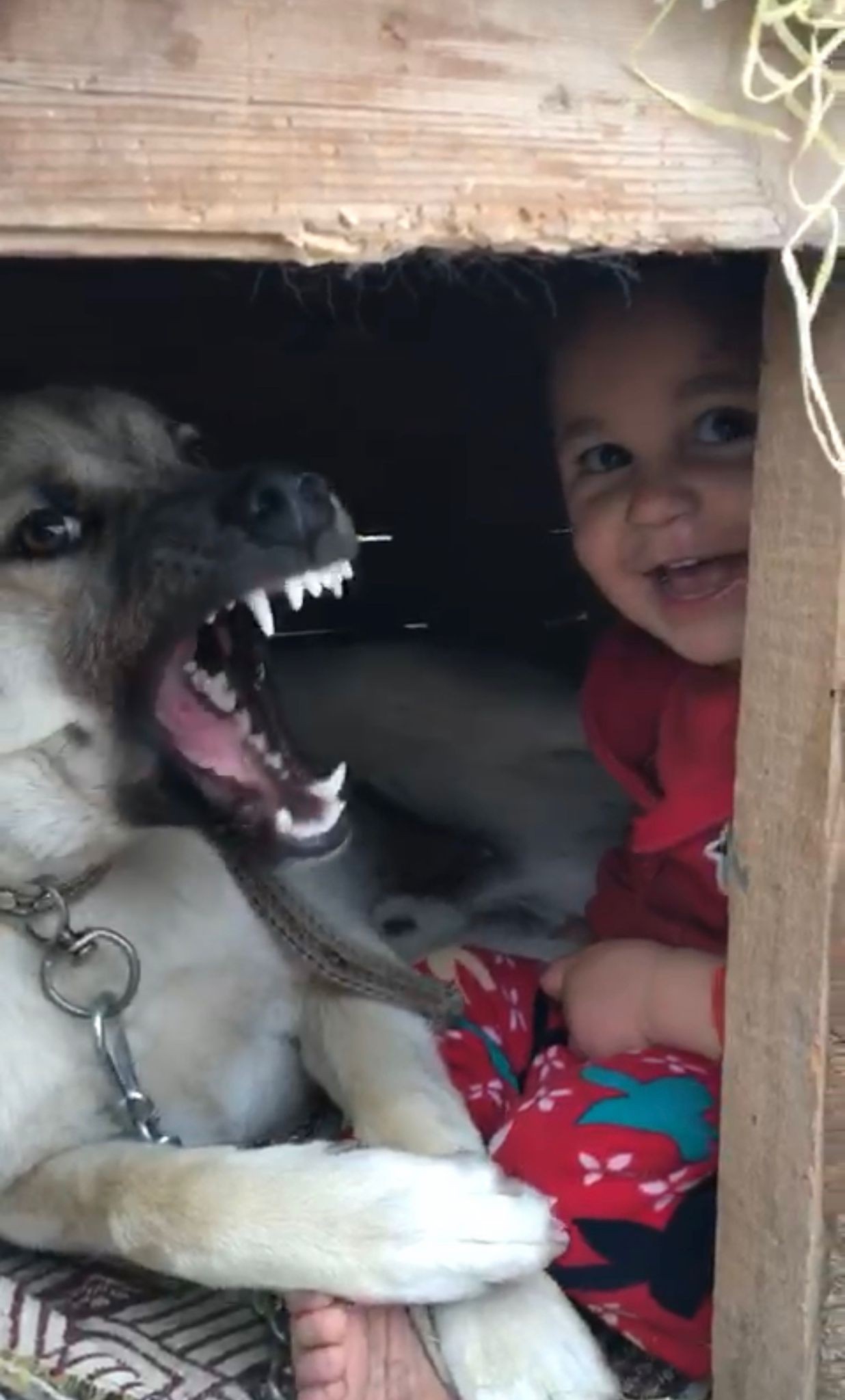 Erzurum’da küçük çocuğun köpek sevgisi görenleri gülümsetti