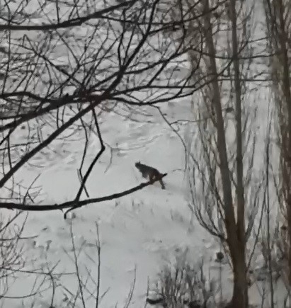 Erzurum'da nesli tükenmekte olan vaşak görüntülendi