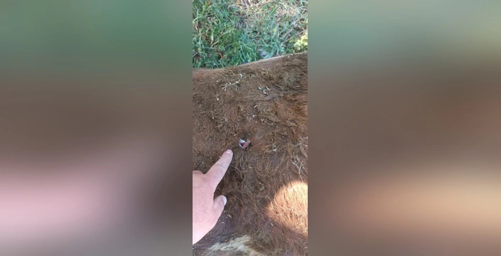 Erzurum'da Yayla Kavgası: Silahlı Saldırı ve Yaralanma