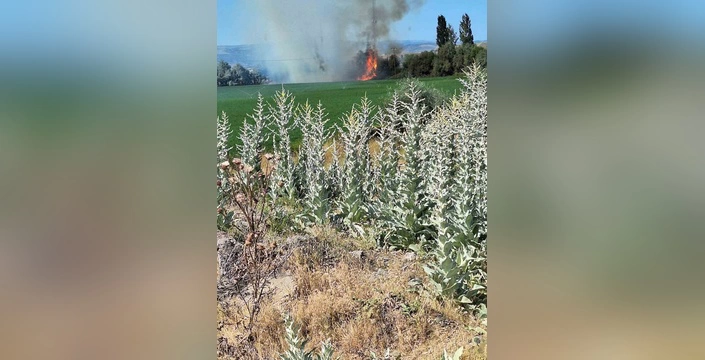 Genç'te Orman Yangını: 250 Dönüm kül oldu