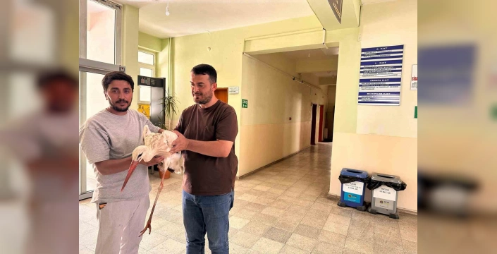 Genç'te yaralı leylek koruma altına alındı