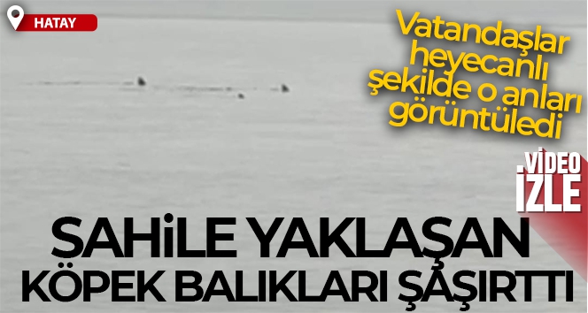 Hatay'da sahile yaklaşan köpek balıkları görüntülendi