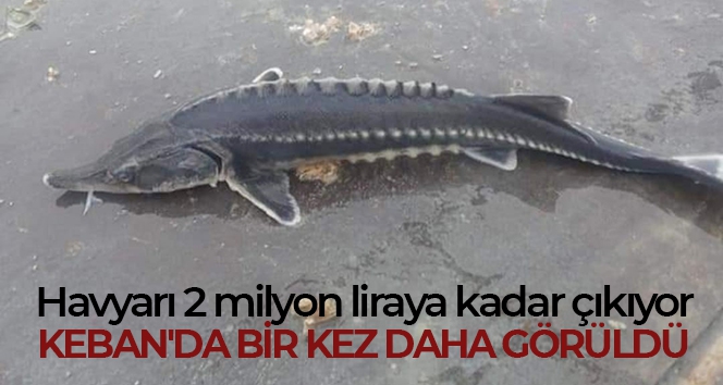 Havyarı 2 milyon liraya kadar çıkan balık Keban'da bir kez daha görüldü