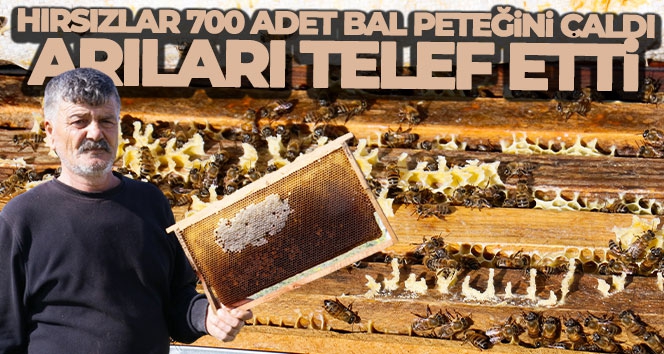 Hırsızlar 700 adet bal peteğini çaldı, arıları telef etti