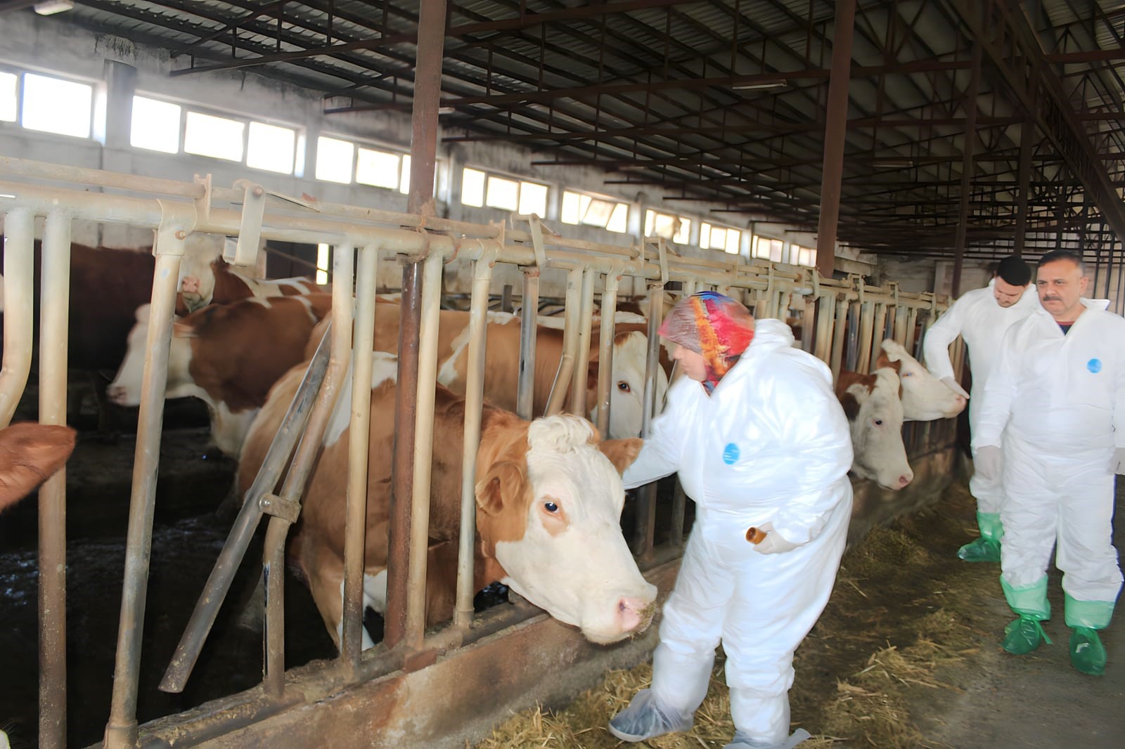 Iğdır'da şap hastalığı alarmı, hayvanlar ilaçlanmaya başladı