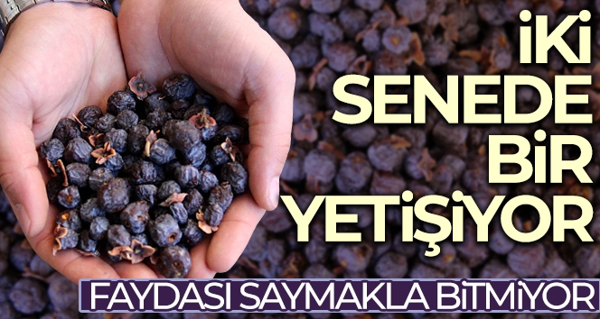 İki senede bir yetişiyor, faydası saymakla bitmiyor