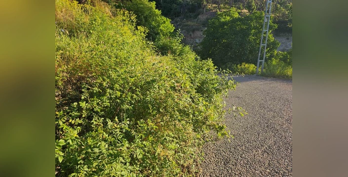 İspir'de dikenler ve otlar trafik güvenliğini tehdit ediyor: Görüş mesafesi kısıtlanıyor