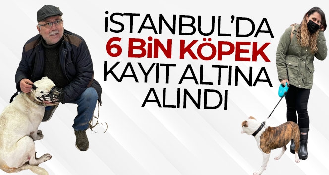 İstanbul'da 6 bin köpek kayıt altına alındı