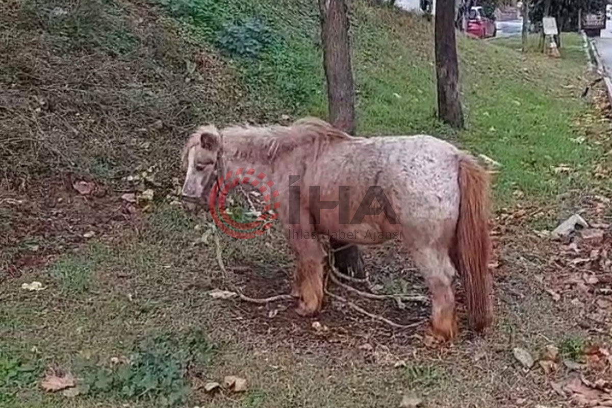 İstanbul'da ağaca bağlanmış at görenleri şaşkına çevirdi