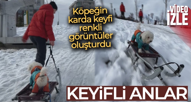 İstanbul'da köpeğin karda kayak keyfi