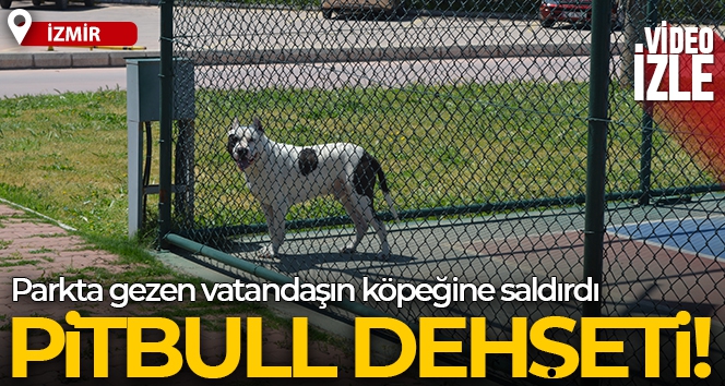 İzmir'de pitbull dehşeti