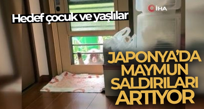 Japonya'da maymunlar 58 kişiye daha saldırdı