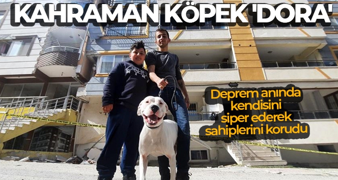 Kahraman köpek 'Dora', deprem anında kendisini siper ederek sahiplerini korudu